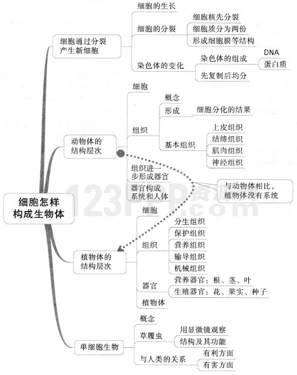 第二章　细胞怎样构成生物体(思维导图|教材知识全解|经典例题全解|易错易混全解)