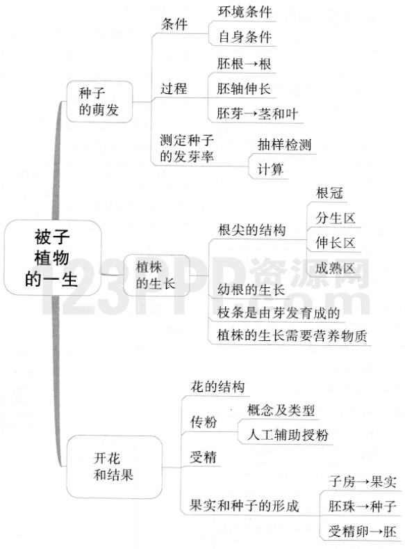 第二章　被子植物的一生(思维导图|教材知识全解|经典例题全解|易错易混全解)