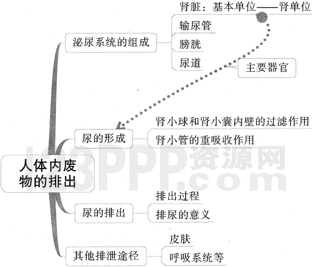 初一生物(人教版)七年级下册【第5章 人体内废物的排出】思维导图及教材练习答案