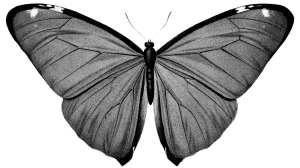 黑白潮流复古酸性动物植物人物摆件石膏贴纸PNG免抠图片设计素材【055】