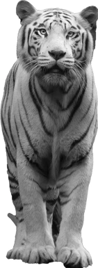 黑白潮流复古酸性动物植物人物摆件石膏贴纸PNG免抠图片设计素材【068】