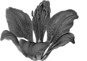 黑白潮流复古酸性动物植物人物摆件石膏贴纸PNG免抠图片设计素材【130】