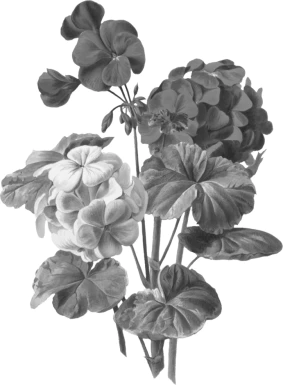 黑白潮流复古酸性动物植物人物摆件石膏贴纸PNG免抠图片设计素材【139】
