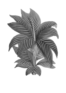 黑白潮流复古酸性动物植物人物摆件石膏贴纸PNG免抠图片设计素材【144】