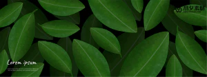植物绿叶背景边框海报元素模板插画AI矢量设计素材【056】