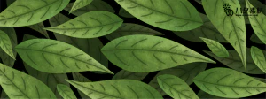 植物绿叶背景边框海报元素模板插画AI矢量设计素材【078】