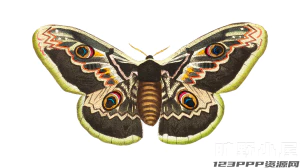 潮流复古博物馆人物花卉植物昆虫动物拼贴剪贴画PNG免抠设计素材【376】