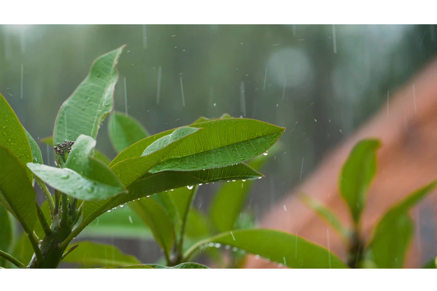 写意简约大气雨打树叶实拍视频素材[s2224]