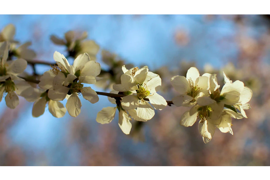 逆光植物春天桃树桃花花朵花瓣实拍视频素材